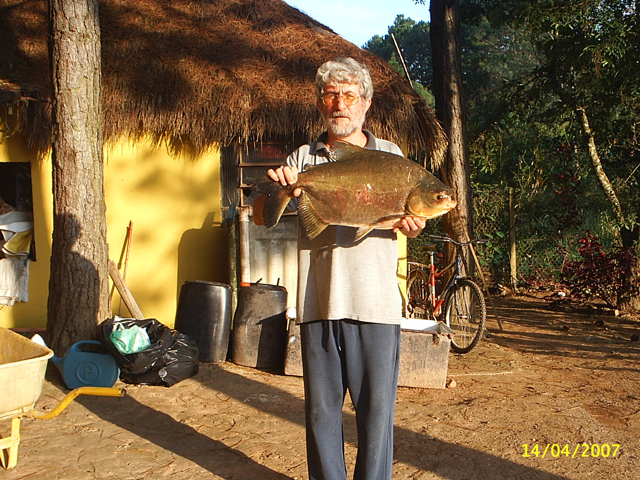 Pacu pescado no Lago 2